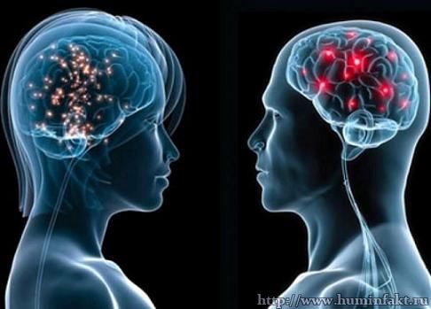 Мозг мужчины и женщины